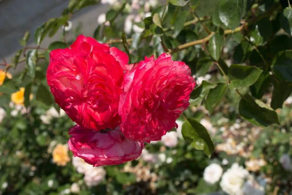 Blooming Beautiful Bunch Roses Spring Garden — Stock Photo, Image