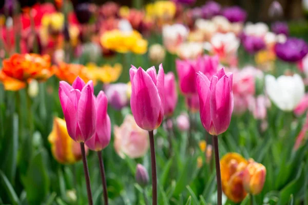 Flores Tulipán Colores Florecen Jardín Primavera — Foto de Stock