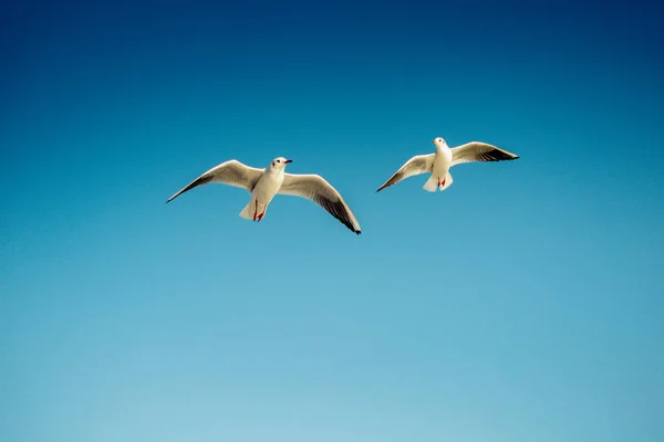 背景として青い空を飛ぶカモメ — ストック写真