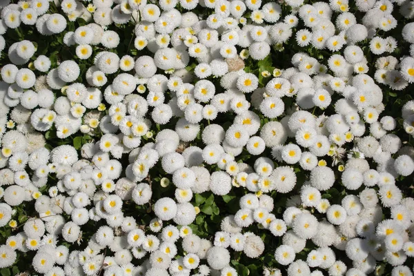 Bloeiende Lente Bloemen Als Een Kleurrijke Achtergrond — Stockfoto