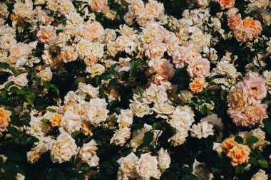 Ekranda bir Botanik parkta turuncu ve sarı güller