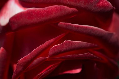 Bahçe arka planında güzel renkli gül çiçeği