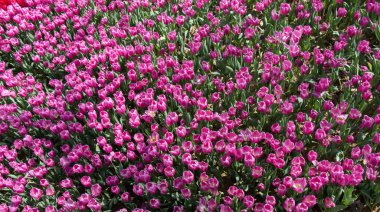 Çiçek arkaplanı olarak çiçek açan renkli lale çiçekleri