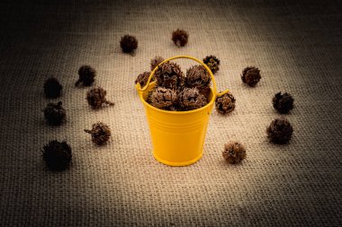 Kahverengi pod, kapsül ve tuval üzerine mini Kepçe çevresinde