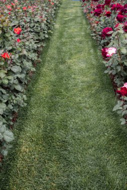 Görünüşte yürümek için yürüyüş yolu