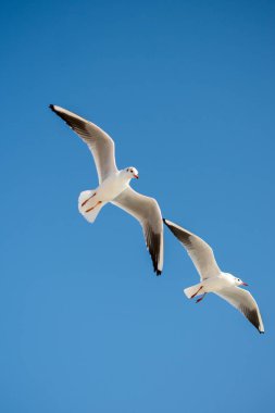 Gökyüzünde uçan bir çift martı.