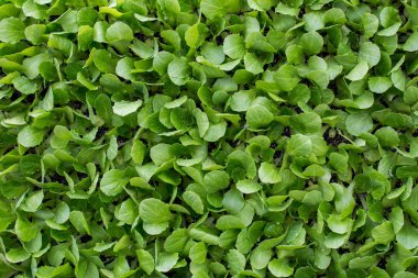 Yeşil yapraklar bir doğa arkaplan dokusu olarak