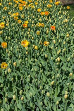 Renkli bir arkaplan olarak açan bahar çiçekleri