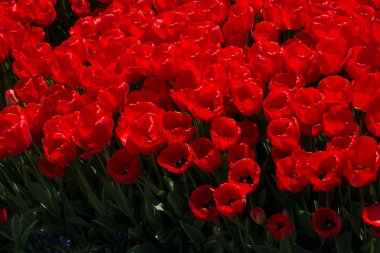 Bahçede kırmızı lale çiçekleri açar.