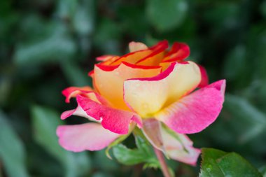 Çiçek açan gül çalılarının yakınına