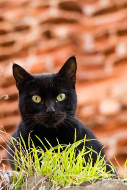 Evsiz sokak kedisinin başka bir portresi