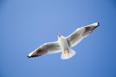 Martı deniz sular gökte uçuyor