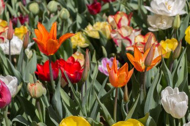 Bahar bahçesinde renkli lale çiçekleri açar.