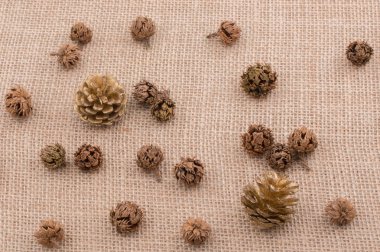 Çadır kapsülleri, kapsüller ve çam kozalakları.