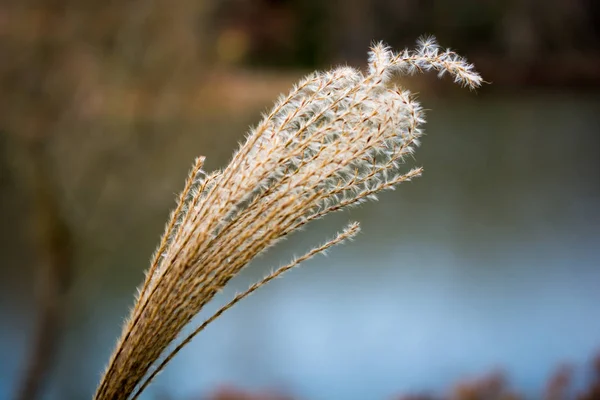 Trockene Pflanze Der Natur Gefunden — Stockfoto