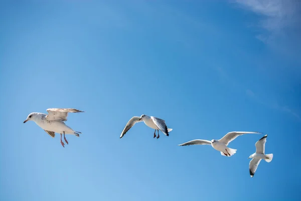 カモメが海の水の上の空に飛んでいます — ストック写真