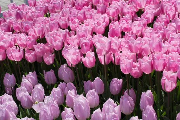 Arkaplan Olarak Renkli Lale Çiçekleri — Stok fotoğraf