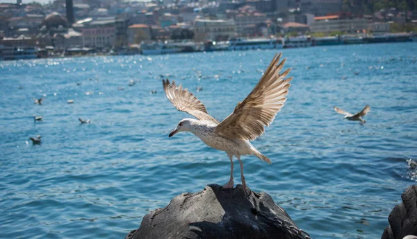 Tek bir martı denizin kıyısında bulunur.