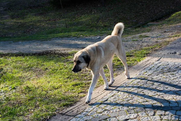 Türk çoban köpeği Kangal 'ı çiftçi köpek olarak yetiştirdi