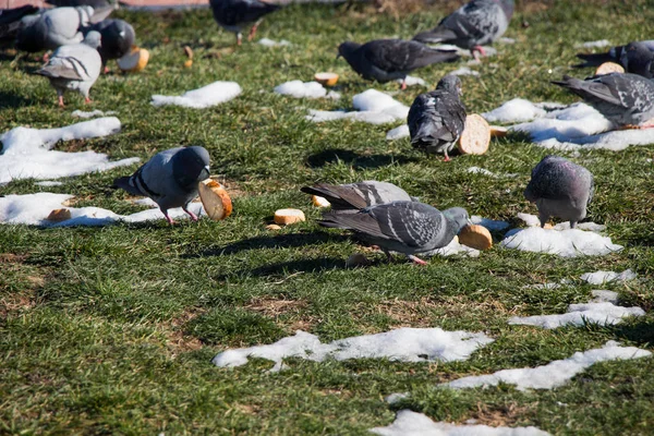 Büyük Gruplar Halinde Bir Kentsel Ortamda Gri Güvercinler Yaşar — Stok fotoğraf