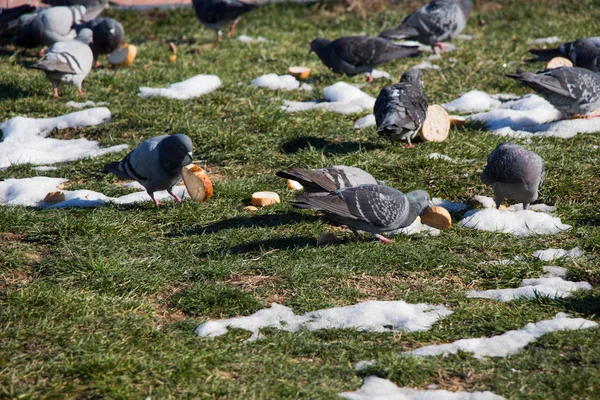 Grautauben Leben Großen Gruppen Einer Städtischen Umgebung — Stockfoto