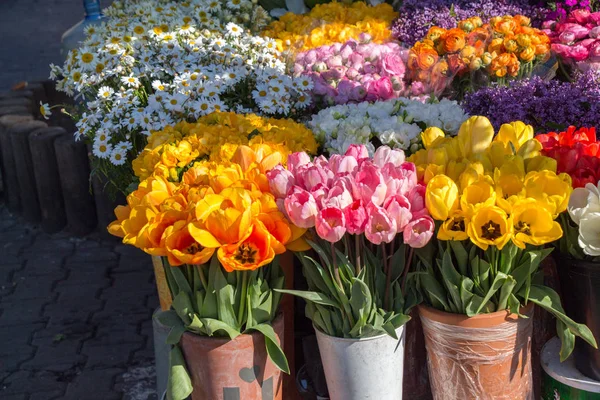 Flores Tulipán Floreciendo Primavera —  Fotos de Stock