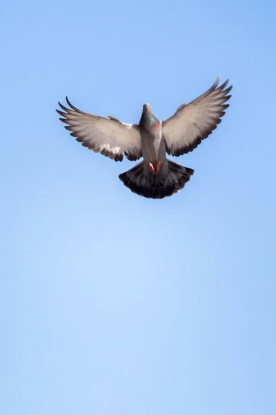 Pigeon Unique Dans Les Airs Avec Les Ailes Grandes Ouvertes — Photo