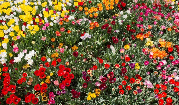 Flores Tulipa Coloridas Florescendo Jardim Como Fundo Floral — Fotografia de Stock