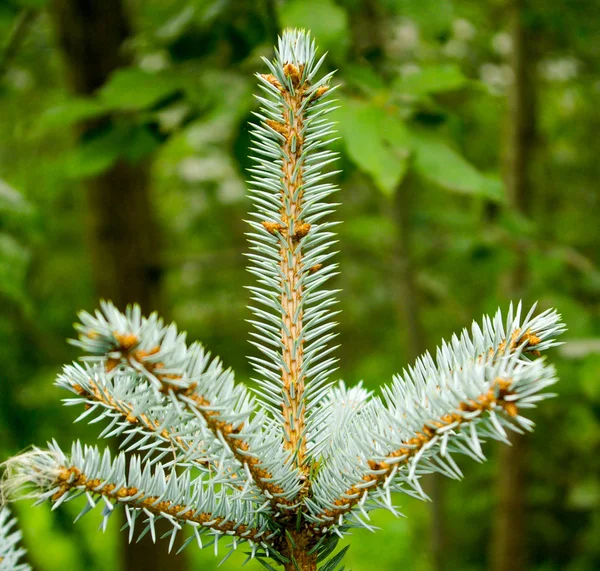 Doğada Güzel Yeşil Bir Ağaç — Stok fotoğraf