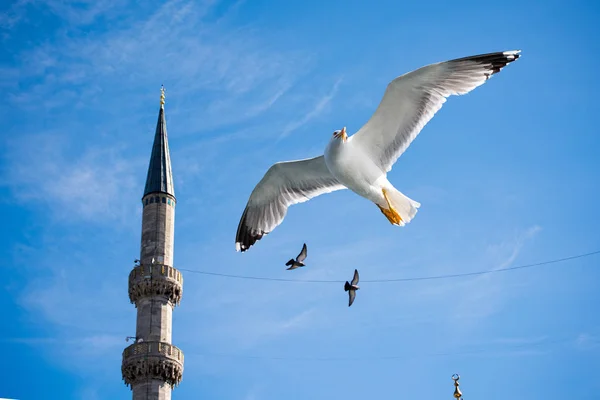 Gaivota Lado Minarete Sob Céu Azul — Fotografia de Stock