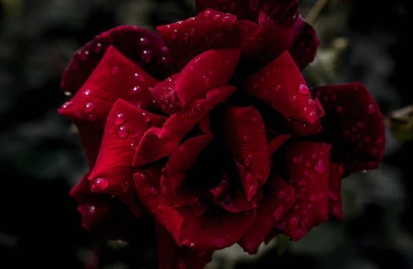 Красиві Свіжі Троянди Крупним Планом — стокове фото