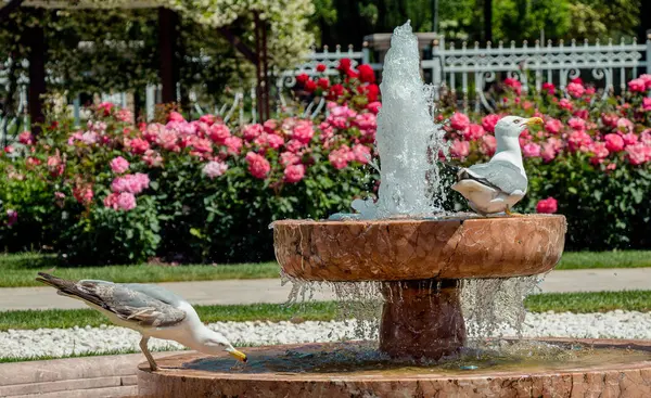 Single Seagull Park Roses — Stock Photo, Image