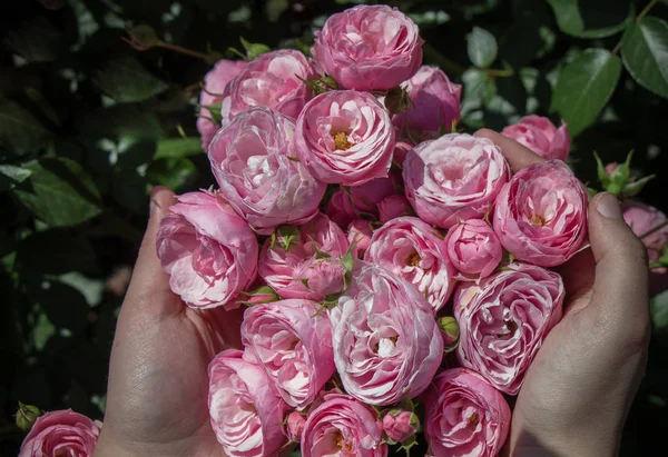 Lindas Rosas Frescas Mão — Fotografia de Stock