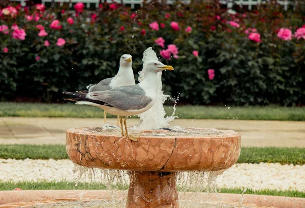 Seagulls Park Roses — Stock Photo, Image