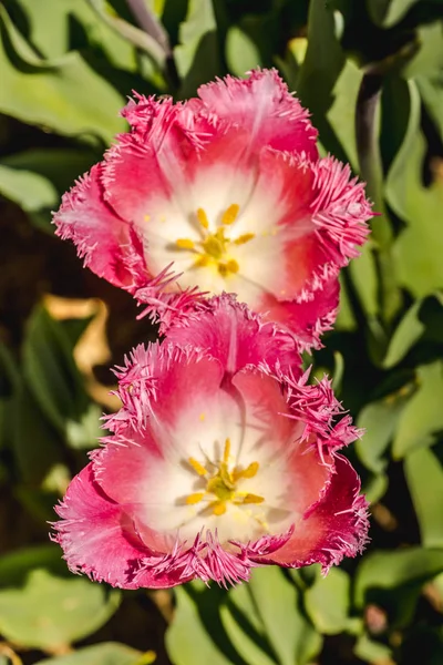 Flores Tulipán Colores Florecen Jardín Primavera — Foto de Stock