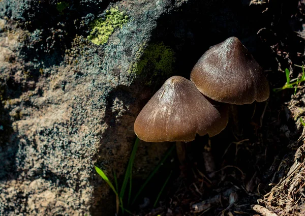 Mushrooms Plant Autumn Forest View — Stock Photo, Image