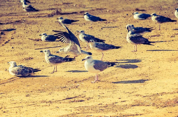 Seagulls Ground Brown Soil — Stock Photo, Image