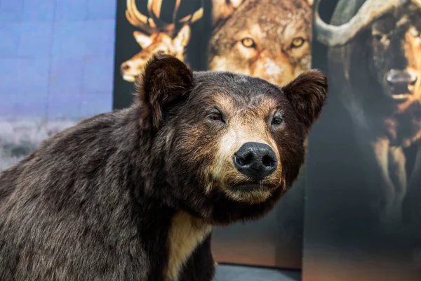 Κεφάλι Μιας Ταριχευμένης Μεγάλης Μαύρης Αρκούδας Σαν Άγριο Ζώο — Φωτογραφία Αρχείου