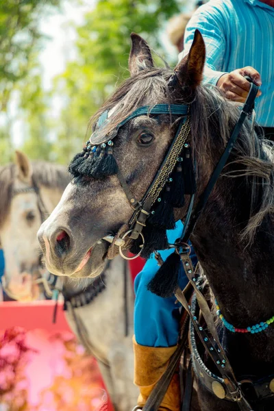 Ritratto Testa Cavallo Con Criniera Lunga Imbracatura Parziale — Foto Stock