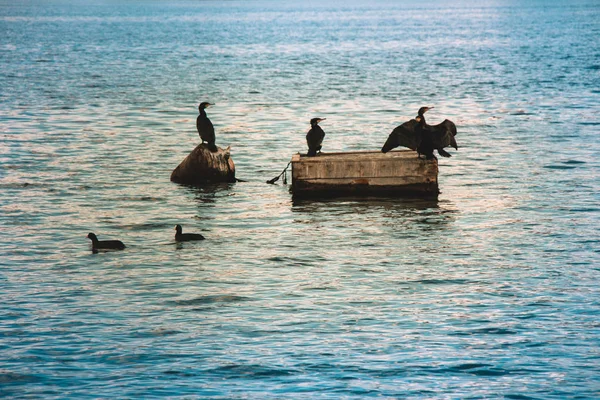 Söta Fåglar Vatten Som Bild Wildlife — Stockfoto