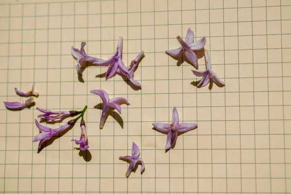 Pétales Fleurs Sur Fond Papier — Photo