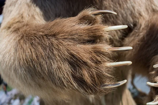 棕熊爪子有锋利的爪 — 图库照片