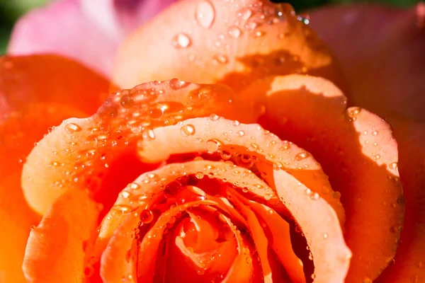 Coloridos Pétalos Rosa Con Gotas Agua — Foto de Stock