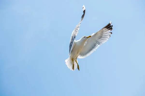 Single Seagull Flying Sky Background — Stock Photo, Image