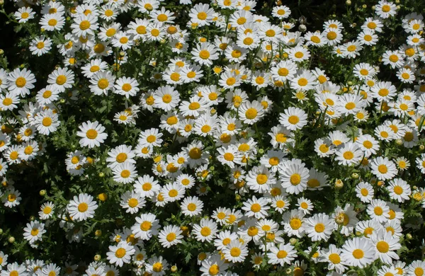 Vackra Tusensköna Blommor Som Bakgrund — Stockfoto