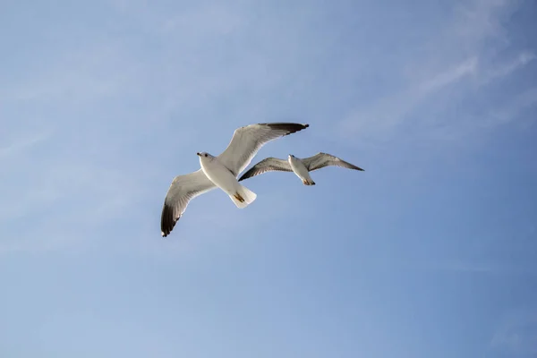 Les Mouettes Volent Dans Ciel Dessus Des Eaux Mer — Photo