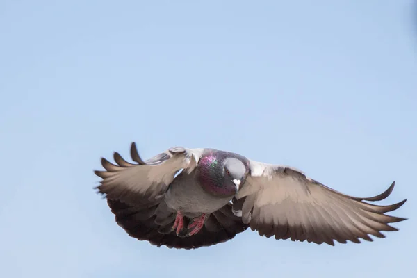 Pigeon Unique Dans Les Airs Avec Les Ailes Grandes Ouvertes — Photo