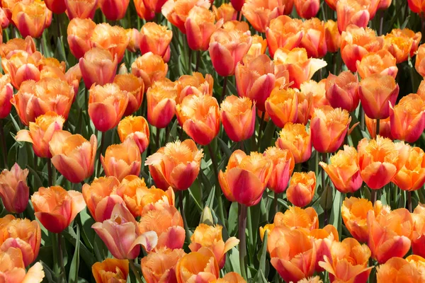 Flores Tulipa Coloridas Florescem Jardim Primavera — Fotografia de Stock