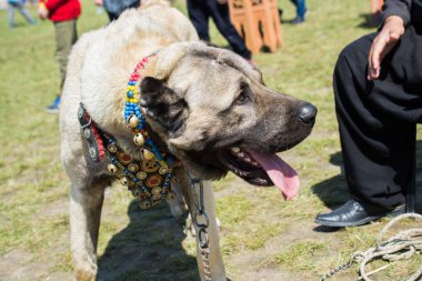 Türk çoban köpeği Kangal 'ı çiftçi köpek olarak yetiştirdi