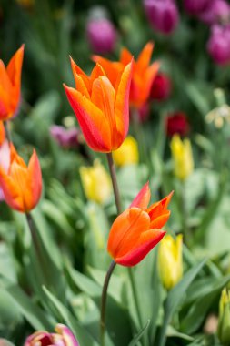 Bahar bahçesinde renkli lale çiçekleri açar.